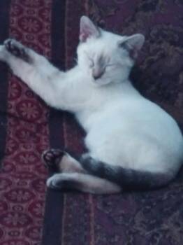 Ruby -  Domestic Short Hair Cat for Adoption in Salisbury, North Carolina - Ruby | PetCurious