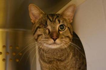 Toby -  Domestic Short Hair Cat for Adoption in Kansas City, Missouri - Toby | PetCurious