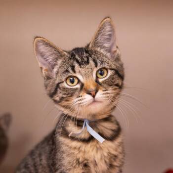 Envy -  Domestic Short Hair Cat for Adoption in Mentor, Ohio - Envy | PetCurious
