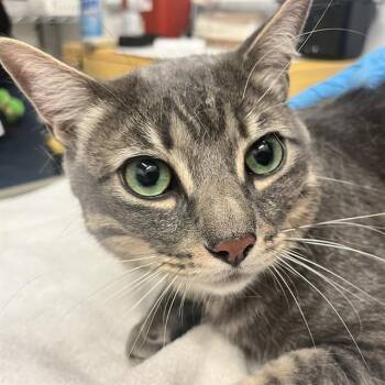 BLEU -  Domestic Short Hair Cat for Adoption in Alameda, California - BLEU | PetCurious