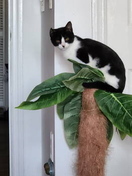 Rescue Domestic Short Hair Cats for Adoption in Land O