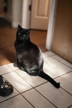 Domestic Short Hair Cats Available for Adoption - Salem | PetCurious