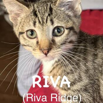 Rivo -  Domestic Short Hair Cat for Adoption in Franklin, Tennessee - Rivo | PetCurious