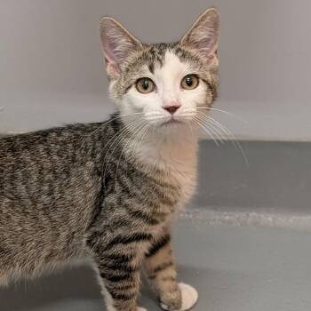 Domestic Short Hair Cats Available for Adoption in Cape Girardeau, Missouri - Ms. Benson | PetCurious
