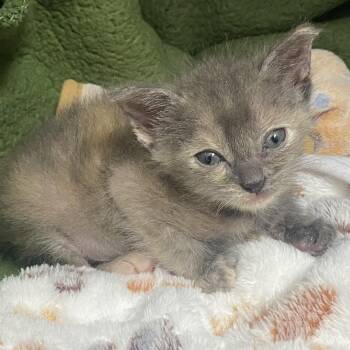 Lulu -  Domestic Short Hair Cat for Adoption in Long Beach, California - Lulu | PetCurious