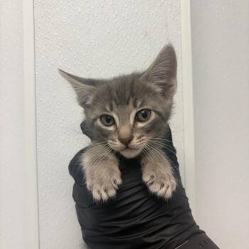Flotsam -  Domestic Short Hair Cat for Adoption in Abilene, Texas - Flotsam | PetCurious