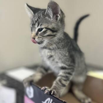 Domestic Short Hair Cats Available for Adoption in La Grange, Kentucky - Basil | PetCurious