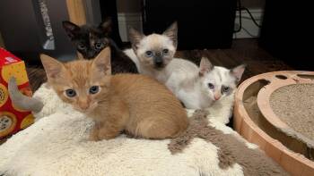 Terra -  Domestic Short Hair and Siamese Cat for Adoption in Alafaya, Florida - Terra | PetCurious