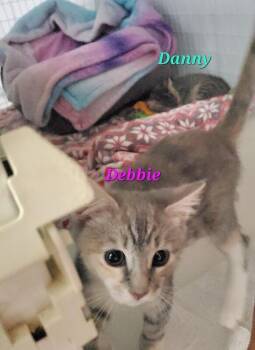 Danny -  Domestic Short Hair Cat for Adoption in Diamond Springs, California - Danny | PetCurious