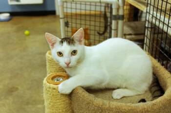 Alfonso -  Domestic Short Hair Cat for Adoption in Urbana, Ohio - Alfonso | PetCurious