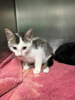 Toulouse -  Domestic Short Hair Cat for Adoption in Fort Worth, Texas - Toulouse | PetCurious