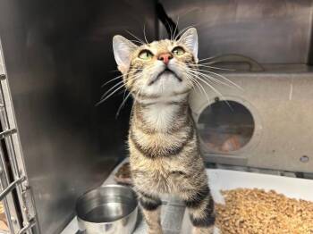 Domestic Short Hair Cats Available for Adoption - ELSA RAYE | PetCurious