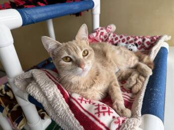 Solana -  Domestic Short Hair Cat for Adoption in Berkeley, California - Solana | PetCurious