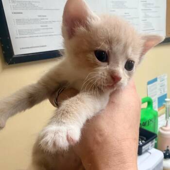 Mango -  Domestic Short Hair Cat for Adoption in Corinth, Mississippi - Mango | PetCurious