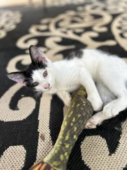 CL - Pike -  Domestic Short Hair Cat for Adoption in Dawson, Georgia - CL - Pike | PetCurious