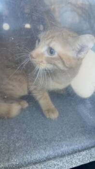 Domestic Short Hair Cats Available for Adoption - Oliver | PetCurious