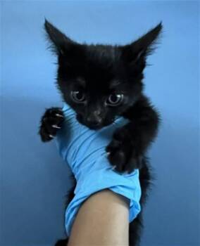 SIBAL -  Domestic Short Hair Cat for Adoption in San Bernardino, California - SIBAL | PetCurious
