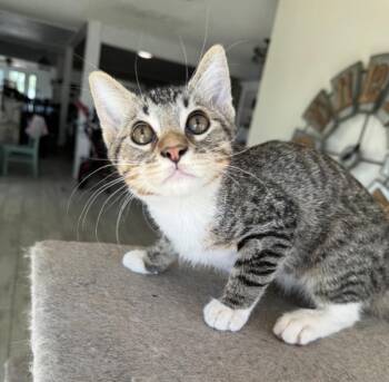 Carl -  Tabby Cat for Adoption in Huntington Beach, California - Carl | PetCurious