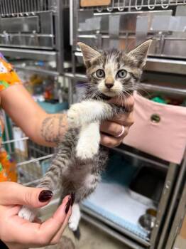 Cheetah -  Domestic Short Hair Cat for Adoption in Greensburg, Indiana - Cheetah | PetCurious