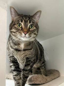 Dasher -  Domestic Short Hair Cat for Adoption in Hayward, Wisconsin - Dasher | PetCurious