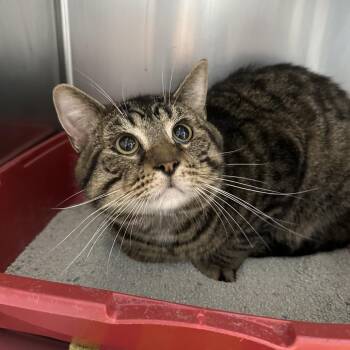 Peter -  Domestic Medium Hair Cat for Adoption in Normal, Illinois - Peter | PetCurious