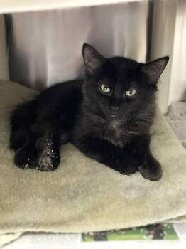 Cher -  Domestic Short Hair Cat for Adoption in Roanoke, Virginia - Cher | PetCurious
