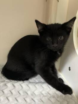 Odin -  Domestic Short Hair Cat for Adoption in Salt Lake City, Utah - Odin | PetCurious