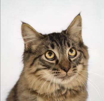 Tabby Cats Available for Adoption - Bubbles | PetCurious