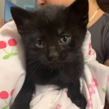 Rexx -  Domestic Short Hair Cat for Adoption in Layton, Utah - Rexx | PetCurious
