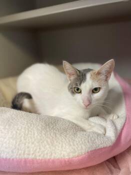 Rescue Domestic Short Hair Cats for Adoption in Sterling Heights, Michigan - Hibiscus | PetCurious