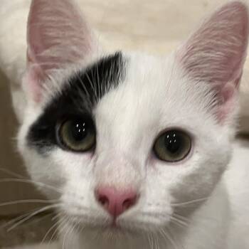 0726-216 Toby -  Domestic Short Hair Cat for Adoption in Abingdon, Maryland - 0726-216 Toby | PetCurious