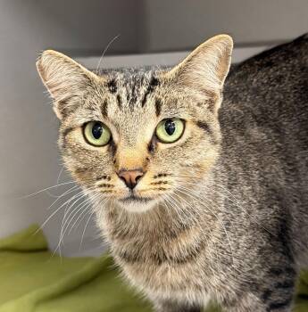 Toucan -  Domestic Short Hair Cat for Adoption in Sacramento, California - Toucan | PetCurious