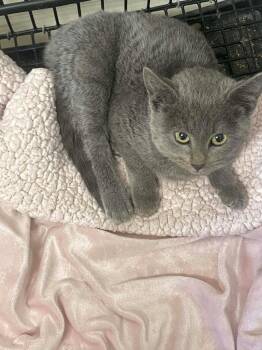 Freya -  Domestic Short Hair Cat for Adoption in Tulsa, Oklahoma - Freya | PetCurious