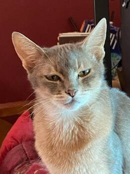 Rescue Abyssinian Cats for Adoption in Whittier, California - Possum | PetCurious