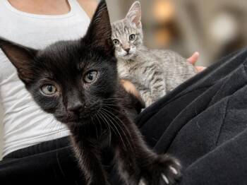Olive -  Domestic Short Hair Cat for Adoption in West Hollywood, California - Olive | PetCurious