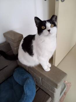 Rescue American Shorthair Cats for Adoption in Black River Falls, Wisconsin - Paris | PetCurious