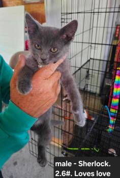 Sherlock -  Domestic Short Hair Cat for Adoption in Cloquet, Minnesota - Sherlock | PetCurious