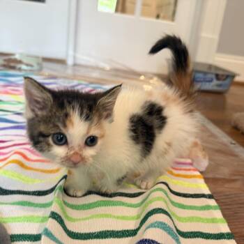 Winnie -  Domestic Medium Hair Cat for Adoption in Potomac, Maryland - Winnie | PetCurious