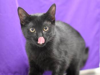 Ladle -  Domestic Short Hair Cat for Adoption in Portland, Oregon - Ladle | PetCurious