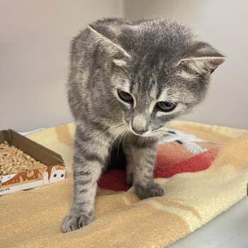 71756 -  Domestic Short Hair Cat for Adoption in Harrisonburg, Virginia - 71756 | PetCurious