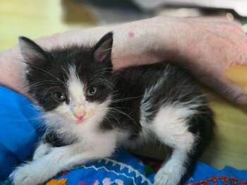 Robbie -  Siamese Cat for Adoption in New Braunfels, Texas - Robbie | PetCurious