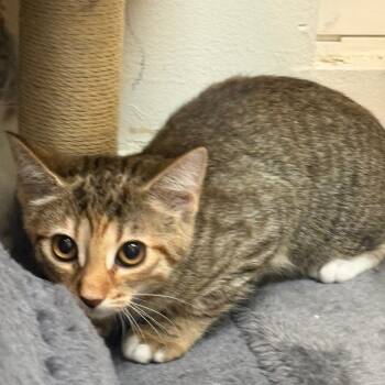 BOO -  Domestic Short Hair Cat for Adoption in Yucaipa, California - BOO | PetCurious