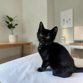 Ivy -  Domestic Short Hair Cat for Adoption in Fort Worth, Texas - Ivy | PetCurious