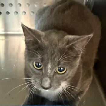 Hocus Pocus -  Domestic Short Hair Cat for Adoption in Norman, Oklahoma - Hocus Pocus | PetCurious