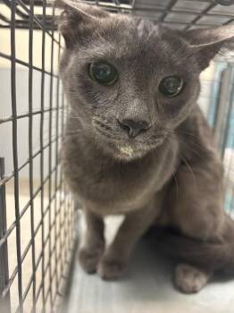 Domestic Short Hair Cats Available for Adoption - RAINDROP | PetCurious