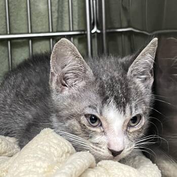 Aladdin -  Domestic Short Hair Cat for Adoption in Idaho Falls, Idaho - Aladdin | PetCurious