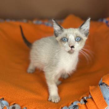 Rescue Domestic Short Hair and Snowshoe Cats for Adoption in San Antonio, Texas - Am | PetCurious