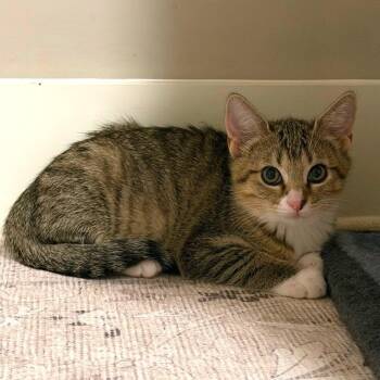 Maeve -  Domestic Short Hair Cat for Adoption in Huntsville, Alabama - Maeve | PetCurious