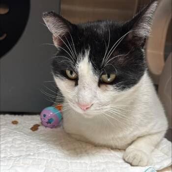 Oboe -  Domestic Short Hair Cat for Adoption in Baltimore, Maryland - Oboe | PetCurious
