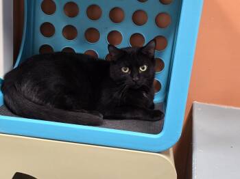 Rescue Domestic Short Hair Cats for Adoption in Dickson, Tennessee - Ming | PetCurious